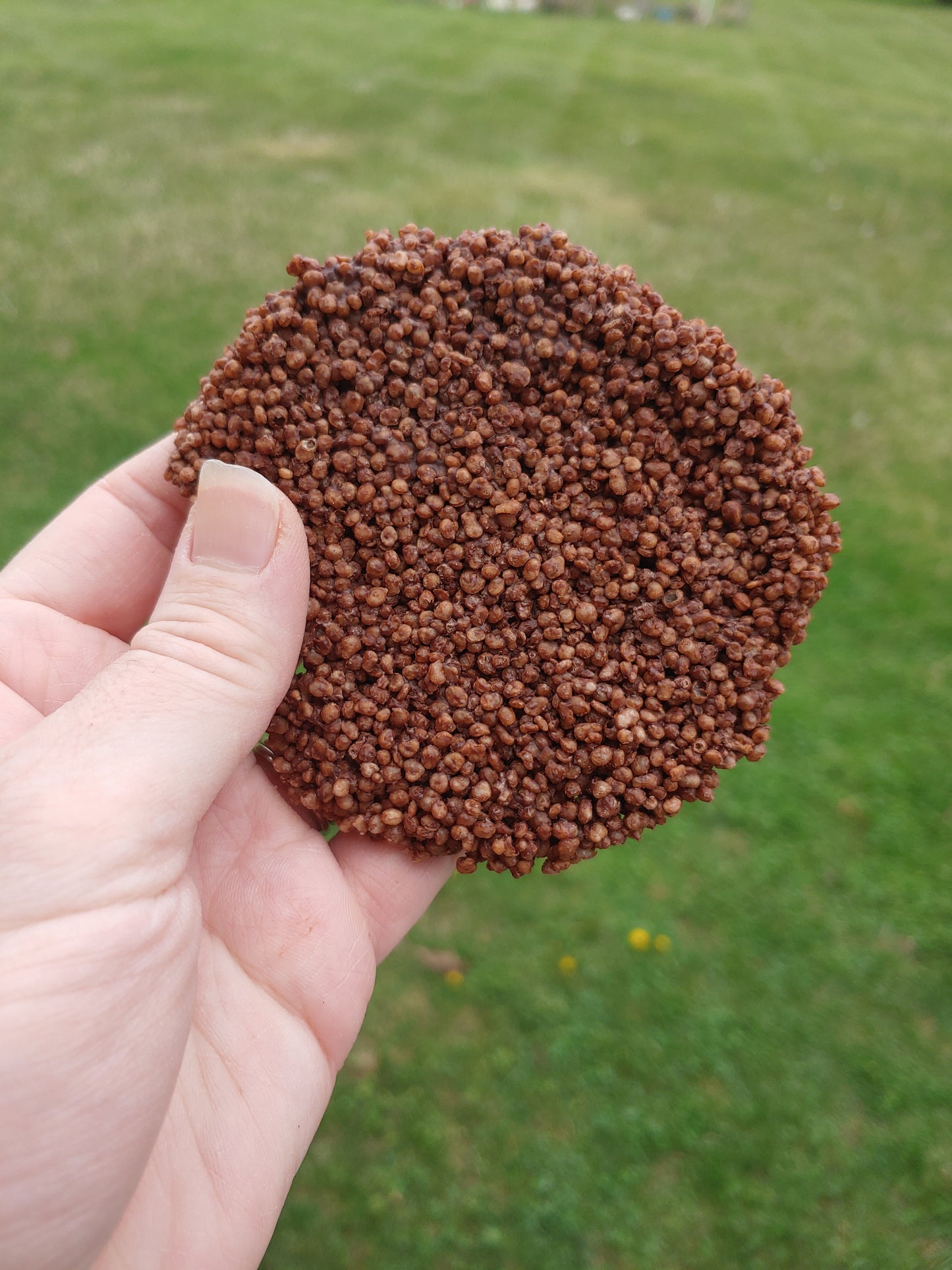 Quinoa Crisps - Dark Chocolate 2 Count